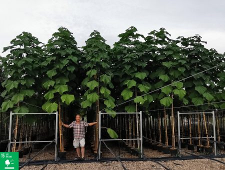 adotta una foresta